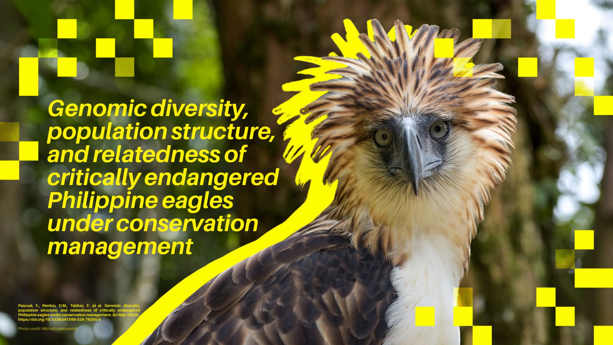 Taking Flight: UP PGC and PEF Researchers Complete the First Comprehensive Conservation Genomics Study on the Philippine Eagle